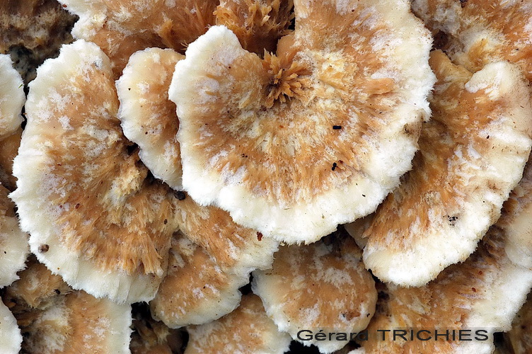 Quale Trametes??
